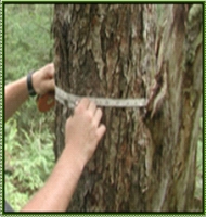 Inventário Florestal 