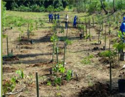 PTRF- Projeto Técnico de Reconstituição da Flora